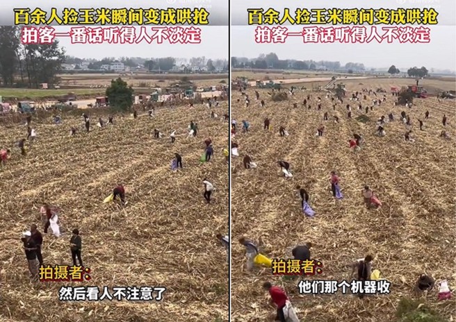 近600名老人闯入正在收割的玉米田，沿路捡拾玉米，不够就用抢的，农田主人报警都没用。（图／翻摄微博）