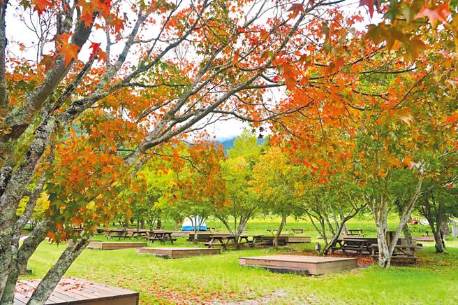 每年10至12月是台中高山旅遊旺季，最近武陵農場、福壽山農場的楓葉轉紅，預計11月是最佳賞楓期。（武陵農場提供／李京昇台中傳真）