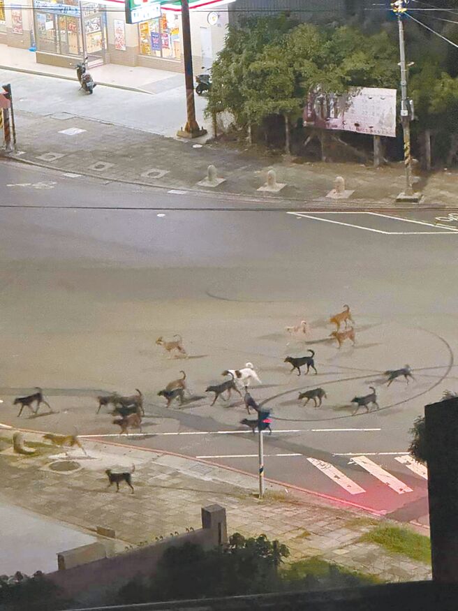 有民眾在臉書社團「員林人大小事」貼文「員林晚上的夜生活」，只見上傳的照片中，有將近30隻狗浩浩蕩蕩過馬路，引發民眾討論。（民眾提供／葉靜美彰化傳真）