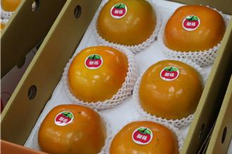 猴子、野豬肆虐五峰甜柿園 產量難估計農戶苦不堪言