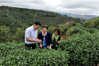 台灣人在大陸》引種台灣青心烏龍 台農開闢事業另一春