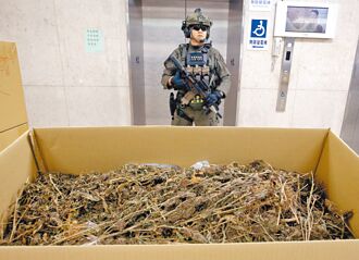 竹警破大麻毒工廠 扣5659植株
