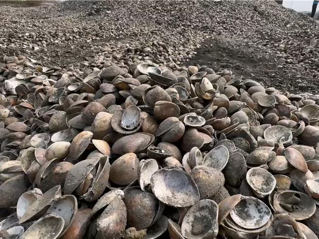 彰化县沿海文蛤养殖受灾惨重，养殖业者以怪手处理堆积如山的文蛤。（民眾提供／孙英哲彰化传真）