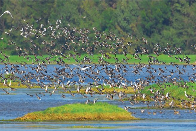 云嘉南滨海国家风景区管理处「废弃盐田变身鸟类天堂，找回在地居民的希望」。（观光署提供／蔡明亘台北传真）
