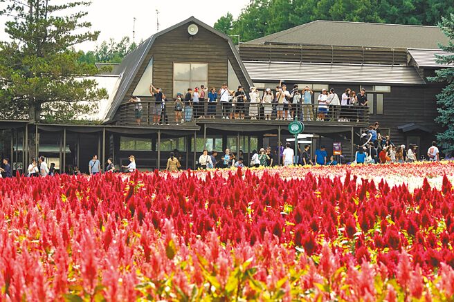 今年1至8月有410万人次台湾旅客赴日本旅游。图为2024年8月间，日本北海道富良野地区的富田农场，大批游客前往赏花赏景。（黄世麒摄）