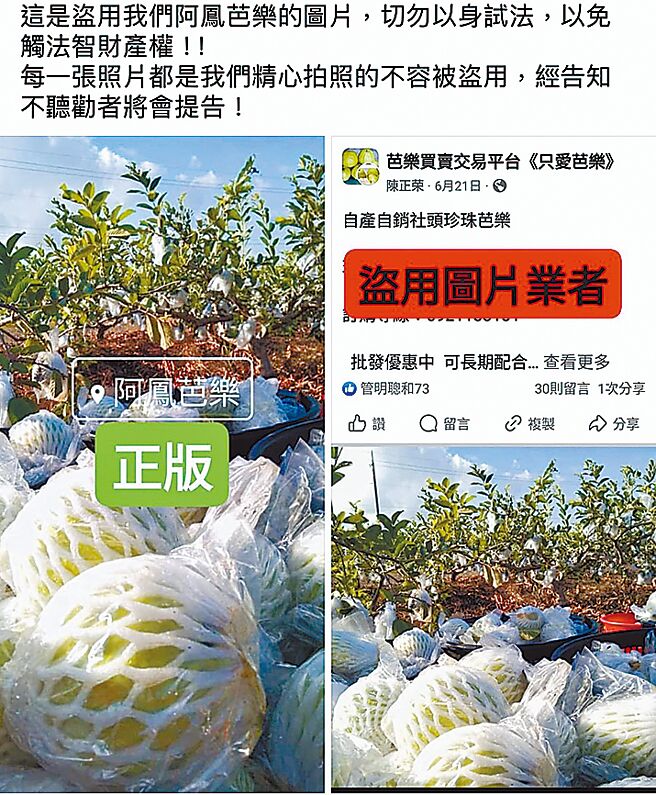 外地農民盜用台南後壁農民收成芭樂的照片，並謊稱是自產自銷的社頭芭樂在臉書上兜售，受害農民在自家臉書澄清，呼籲民眾勿上當。（阿鳳芭樂農場提供／張毓翎台南傳真）