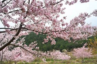 武陵农场2025年樱花季2月登场 管制与订房时间曝光