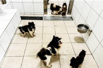 竹縣動保所查緝非法繁殖場 救援39毛孩保護安置