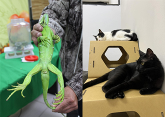 爬蟲類寵物市場崛起！龜、蛇、守宮成新寵