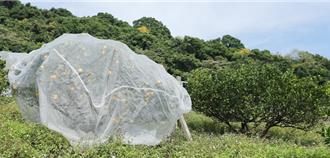 台東東河農民妙招防猴害！為果樹穿上「鐵布衫」嚇退獼猴