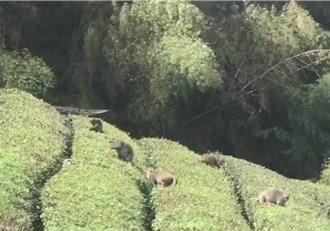 台中梨山猕猴下山肆虐　茶果受损农民苦不堪言