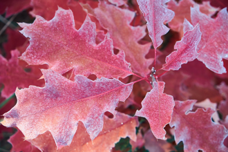 霜降到4星座大變天！第1名身心受苦 用1招解厄運