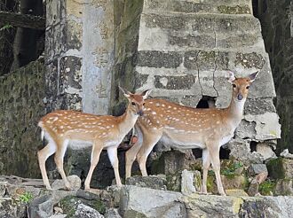 陸客不夠多 馬祖盼赴台遊助推