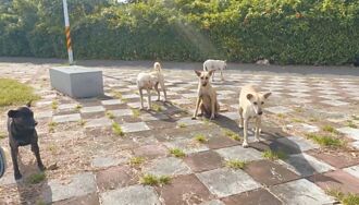 台南 遊蕩犬長年擾民 里長槓動保