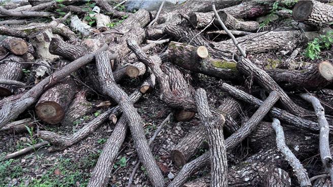 南澳原生树木园区即日起至11月1日止，开放南澳乡及苏澳乡朝阳里及东澳里在地居民捡拾林地剩余资材。（林业及自然保育署宜兰分署提供／吴佩蓉宜兰传真）