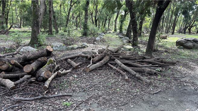 南澳原生树木园区即日起至11月1日止，开放南澳乡及苏澳乡朝阳里及东澳里在地居民捡拾林地剩余资材。（林业及自然保育署宜兰分署提供／吴佩蓉宜兰传真）