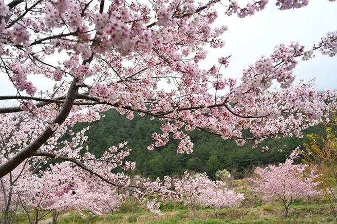 武陵农场樱花祭明年2月10日至2月23日。（武陵农场提供／李京升台中传真）