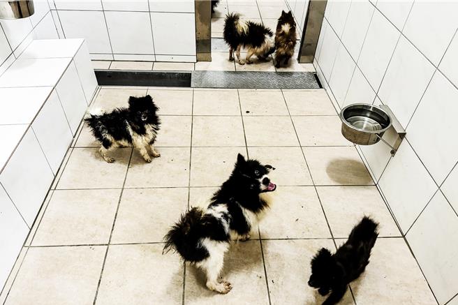 新竹縣動保所在新埔鎮查緝非法繁殖場，救援39毛孩帶回保護安置。（羅浚濱攝）