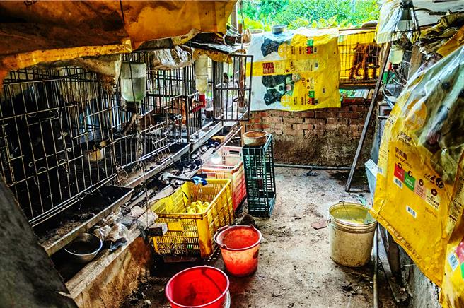 新竹縣動保所在新埔鎮廢棄房舍查緝非法繁殖場，林姓業者飼養繁殖犬隻的衛生環境不佳。（新竹縣政府提供／羅浚濱新竹傳真）