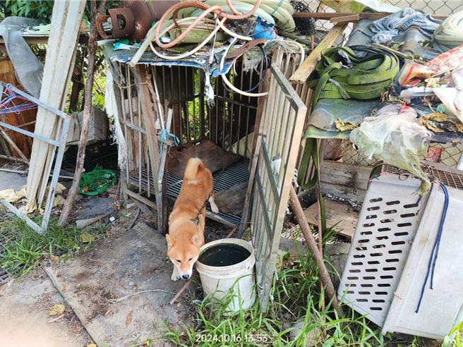 新竹縣動保所在新埔鎮廢棄房舍查緝非法繁殖場，林姓業者飼養繁殖犬隻的衛生環境不佳。（新竹縣政府提供／羅浚濱新竹傳真）