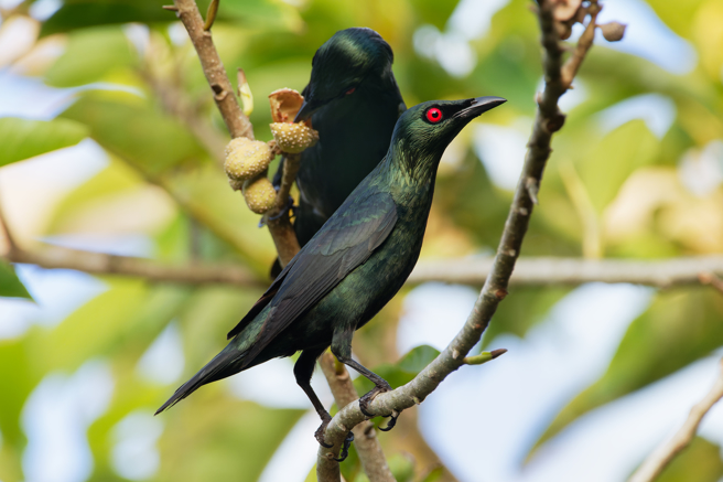 亚洲辉椋鸟属于外来种，个性强悍又有群居性。（图：shutterstock／达志）