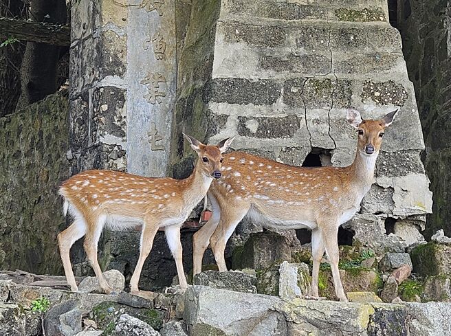 羅文嘉倡議贈送福州動物園一對梅花鹿，並命名為「和和」、「平平」，寓意「和平之鹿」。圖為大坵島上的梅花鹿。圖／陳冠宇