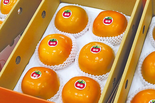 新竹县五峰乡甜柿产季来临，但长年受到猴害影响，已有果农不愿再经营。（邱立雅摄）