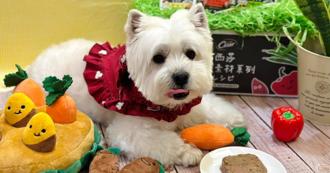 餐餐西莎害慘！老病犬胃中驚見滿異物 竟是罐罐藏63顆壞東西