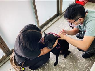 不打狂犬病疫苗就開罰 北市2擺爛飼主挨罰3萬元