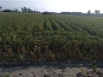 山陀兒挾乾風肆虐雲林 4鄉鎮落花生、玉米全枯死