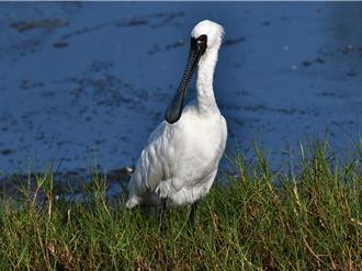 累積逾300隻黑面琵鷺抵台南過冬 保育季10／20登場