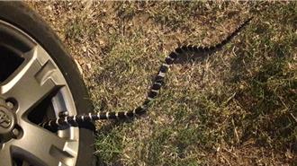 140公分巨蛇鑽車輪嚇壞婦人 金門夜間驚見雨傘節