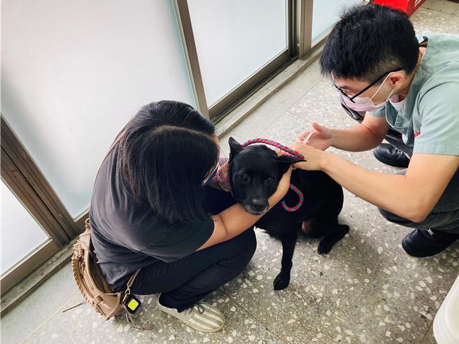 台北市動物保護處為加強宣導狂犬病防疫，今年除已規畫103場免費狂犬病預防注射活動，也強化稽查管理並落實裁罰，截至9月底已稽查逾300件並裁罰2件。（圖／台北市動保處）