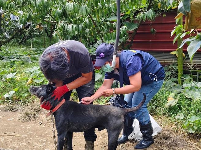 台中市政府動保處今年於9月27日及28日在梨山及環山部落舉行專案活動，為偏遠的地區居民提供犬貓相關服務，地方民眾反映熱烈。（台中市政府提供／張妍溱台中傳真）