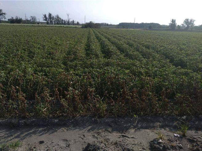 山陀兒颱風的乾風導致麥寮鄉、台西鄉的落花生植株受損2成以上，農業部已公告救助。（雲林縣府提供）