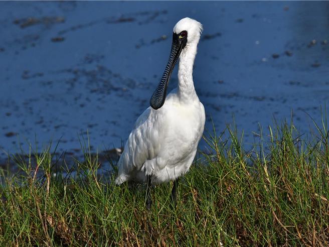 黑面琵鷺於9月份陸續飛抵台南度冬。（台南市生態保育學會提供／寶智華台南傳真）