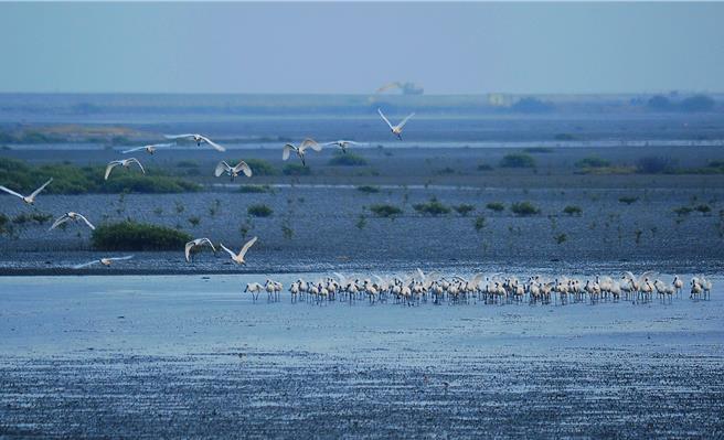 黑面琵鷺飛抵台南，主要棲息於學甲溼地、七股保護區及頂山賞鳥亭、四草地區。（台南市生態保育學會提供／寶智華台南傳真）