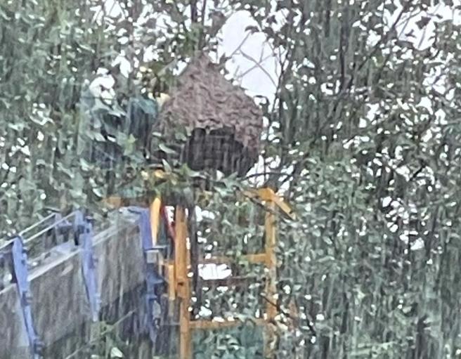 捕蜂人員將碩大的蜂巢摘除。（金山區長劉昌松提供）