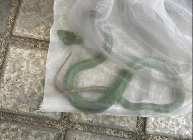 高雄市动保处表示，该青竹丝是否就是咬伤男生的毒蛇，仍待进一步厘清确认。（高雄市动保处提供／林雅惠传真）