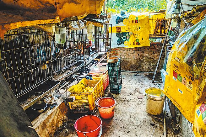 新竹縣動保所在新埔鎮廢棄房舍查緝非法繁殖場，林姓業者飼養繁殖犬隻的衛生環境不佳。（新竹縣政府提供／羅浚濱新竹傳真）