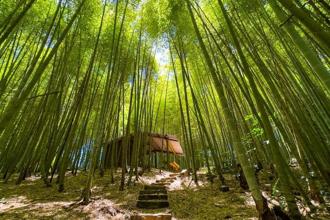 嘉义「解忧山城」瑞里2日慢旅 人气美食、步道、旅宿全收录