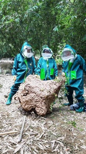 達人怨7月捕蜂費遭拖欠「比貓狗還不如」 新北動保處回應了