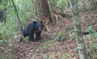 抓山豬卻誤捕黑熊 宜蘭推改良式獵具可免費申領