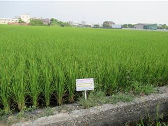 彰化縣府公告標售34筆土地 最便宜只要13.6萬元