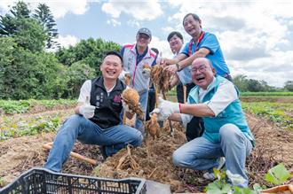 桃園大園甘藷評鑑今登場 2條件得天獨厚穩定產量與品質
