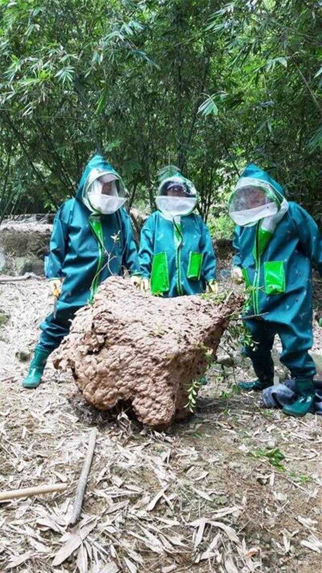 有捕蜂达人抱怨，动保处迄今仍未发放7月的蜂款，新北市动保处长杨淑方解释，厂商未将不合规的蜂巢剔除，因此蜂款尚在核算中，指出每年摘蜂经费约编列1240万元，如不足会用业务费用来匀支。（新北市动保处提供）