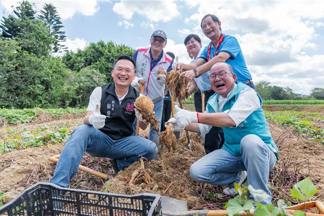 桃園市大園區甘藷評鑑暨推廣行銷活動今登場，桃園甘藷的種植面積達73.63公頃，其中有25.6％來自大園區，大園區因其獨特的氣候與土質條件，使甘藷品質卓越、產量穩定，今年甘藷產量更達434公噸。（桃市府提供／廖姮玥桃園傳真）