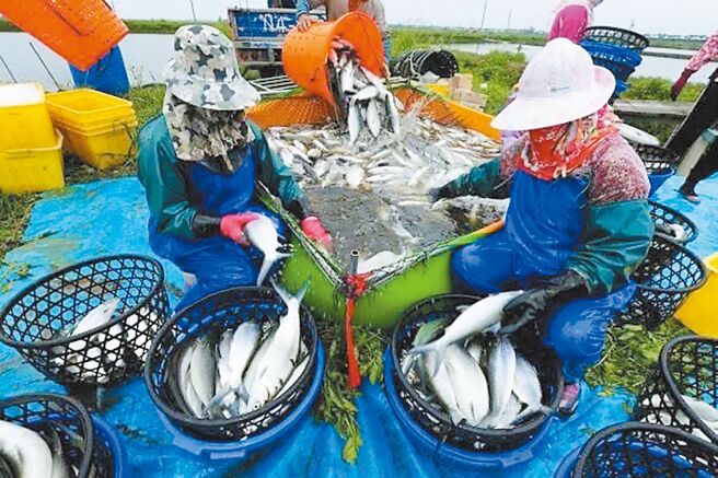 台南虱目鱼于沿海地区以低密度咸水养殖，肉质紧实，含油均匀。「2024台南虱目鱼文化季」第二波系列活动「学呷．虱情蜜鱼」19日在学甲区华宗公园登场。（民眾提供／宝智华台南传真）