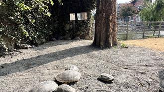 600隻烏龜新家落成！「下營台灣龜生態園區」啟用