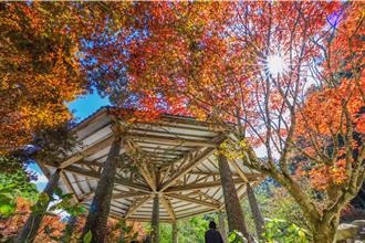 秋天賞楓去！杉林溪楓紅爆發  錯過就再等一年